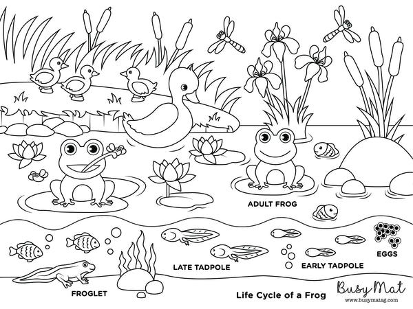 Busy Mat Travel Series: Life Cycle of a Frog
