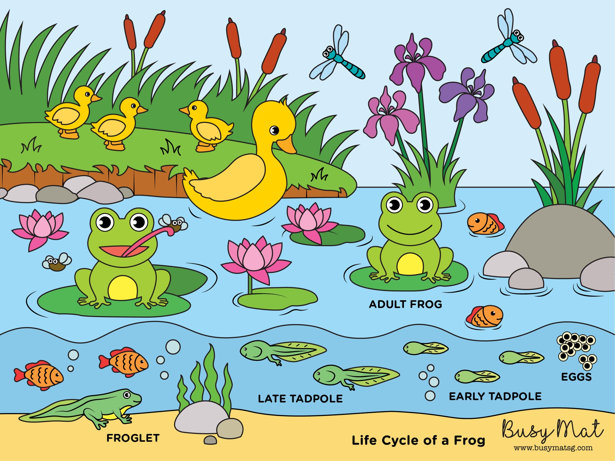 Busy Mat Travel Series: Life Cycle of a Frog